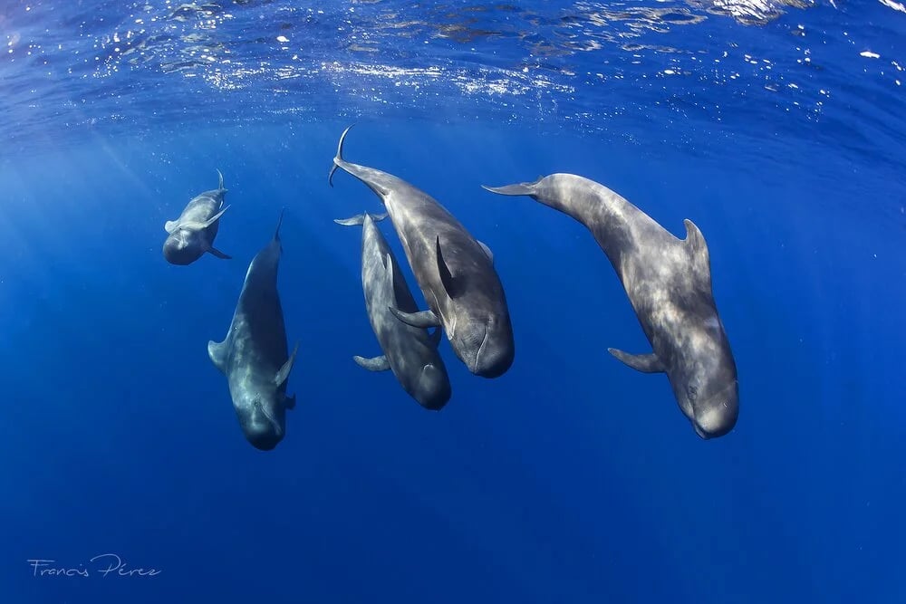 Tenerife-La Gomera Marine Area Whale Heritage Area