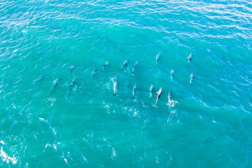 The Bluff Whale Heritage Area