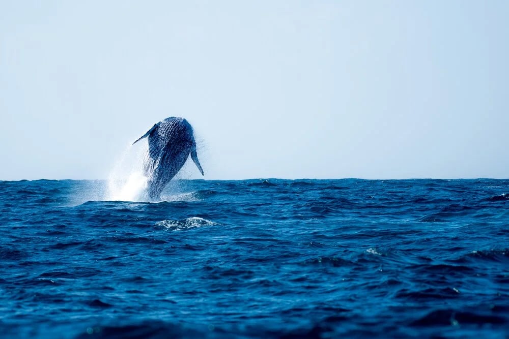The Bluff Whale Heritage Area