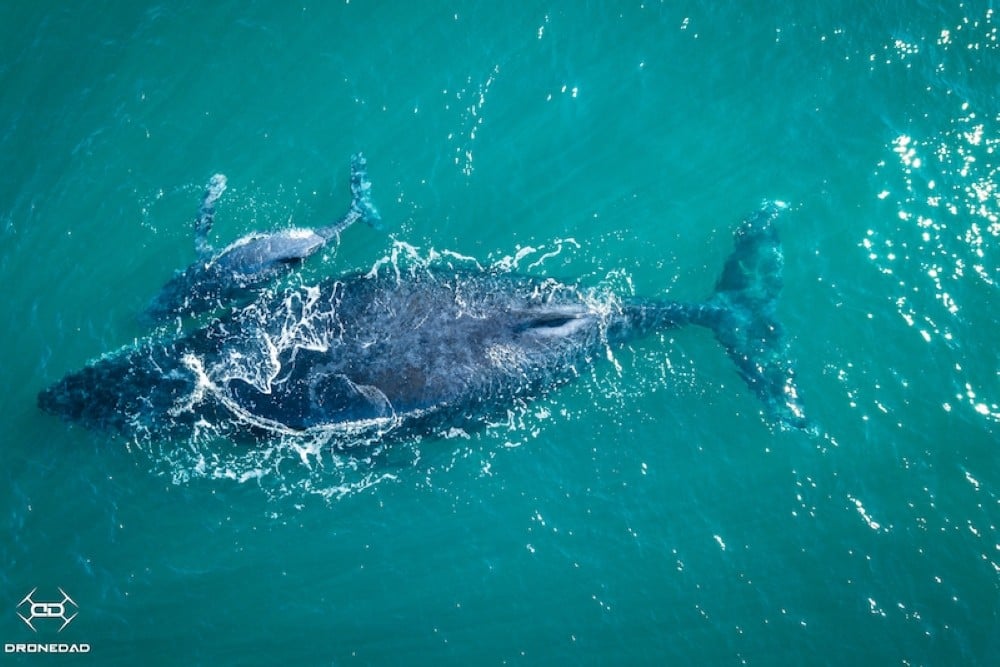 The Bluff Whale Heritage Area