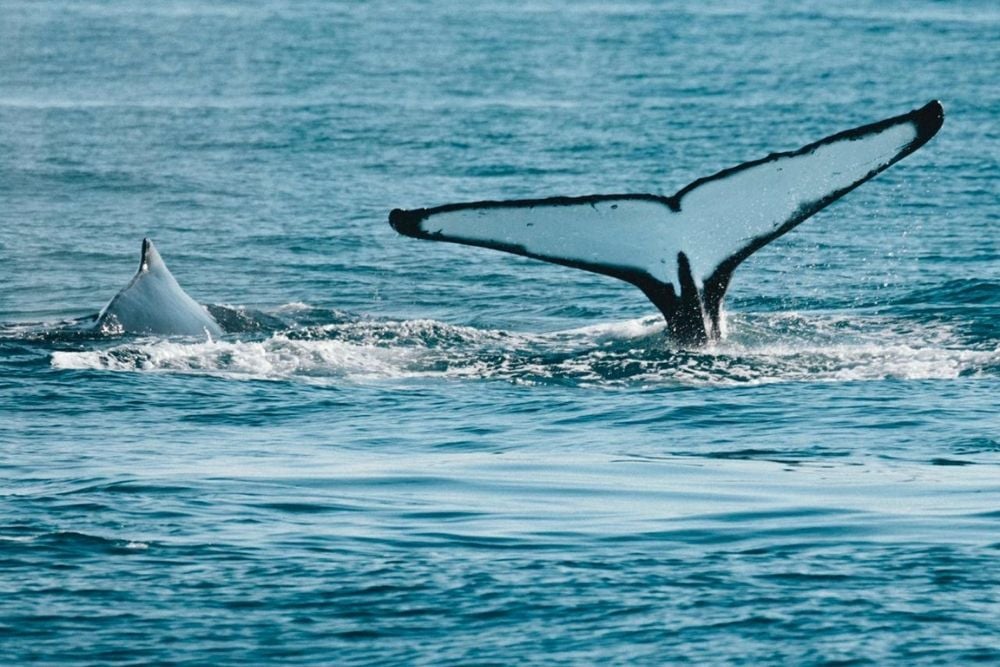 Humpback whale fluke