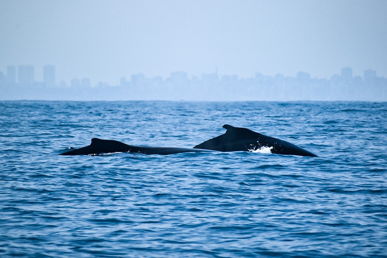 Humpback whales in Salvador (Redemar)