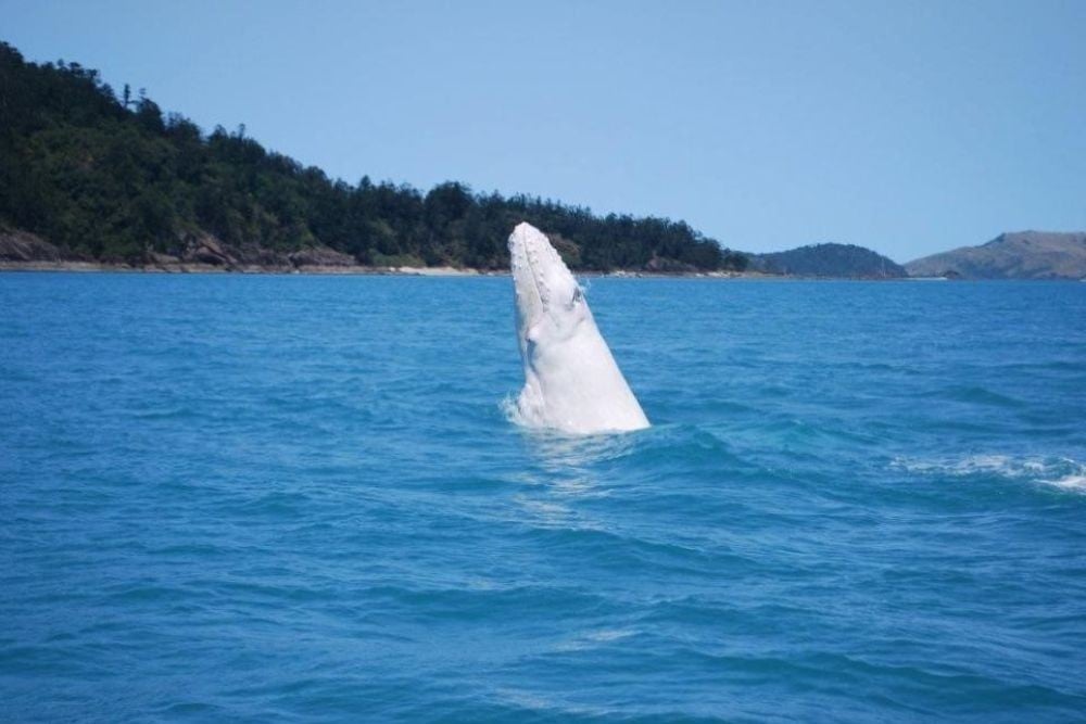 Whitsundays Whale Heritage Area