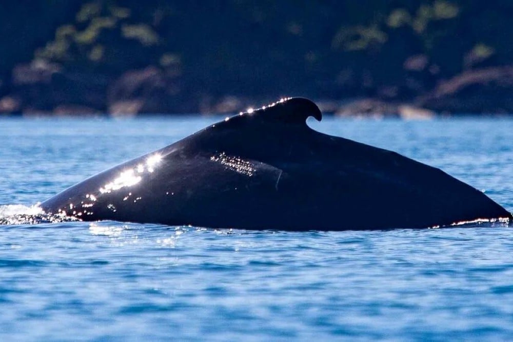 Whitsundays Whale Heritage Area