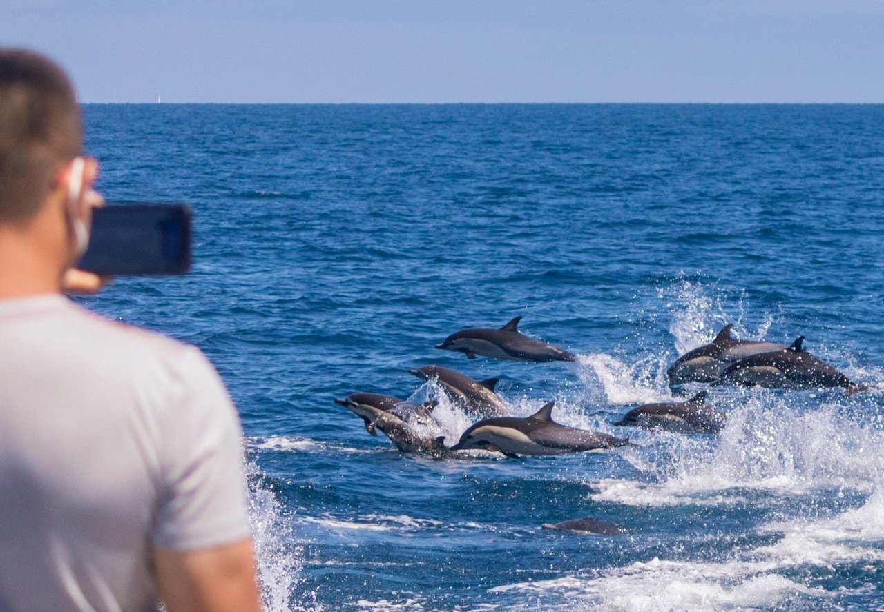 Dolphins swimming at Dana Point Whale Heritage Area