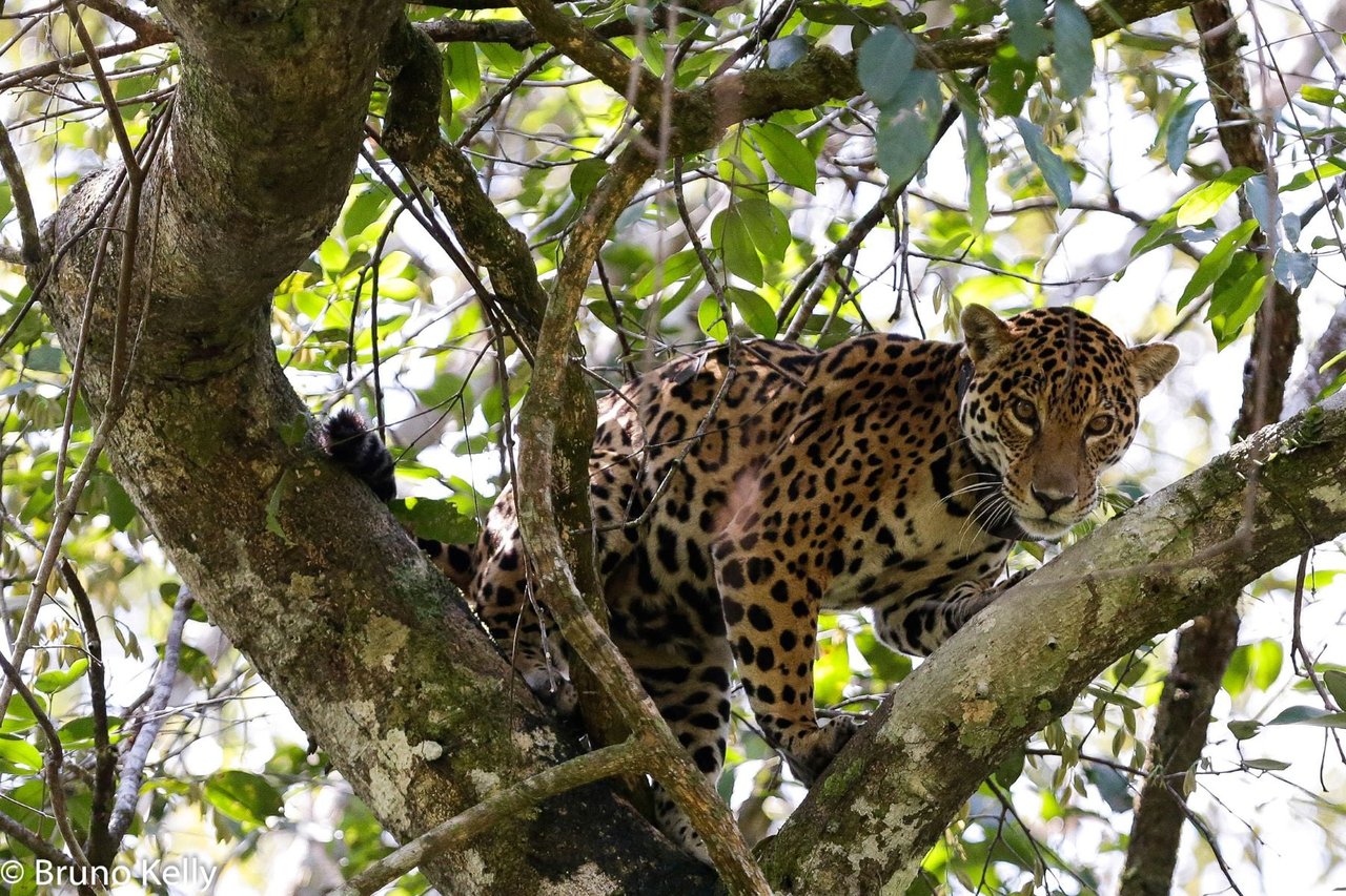 A jaguar in Uakari Monkey Heritage Area