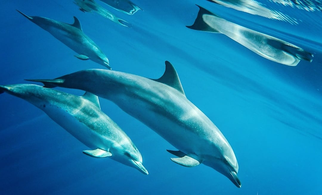 Dolphins swimming in the wild in Madeira Whale Heritage Area