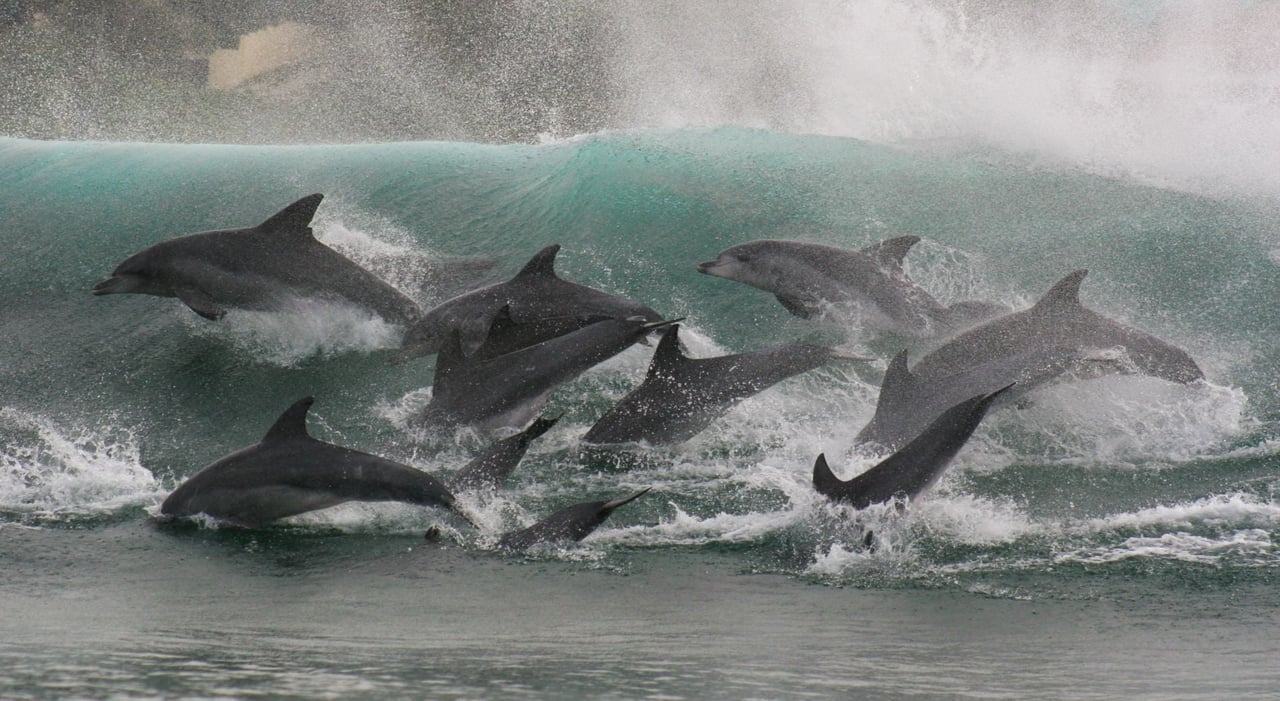 Indo-Pacific dolphins in Plettenberg Bay Whale Heritage Area