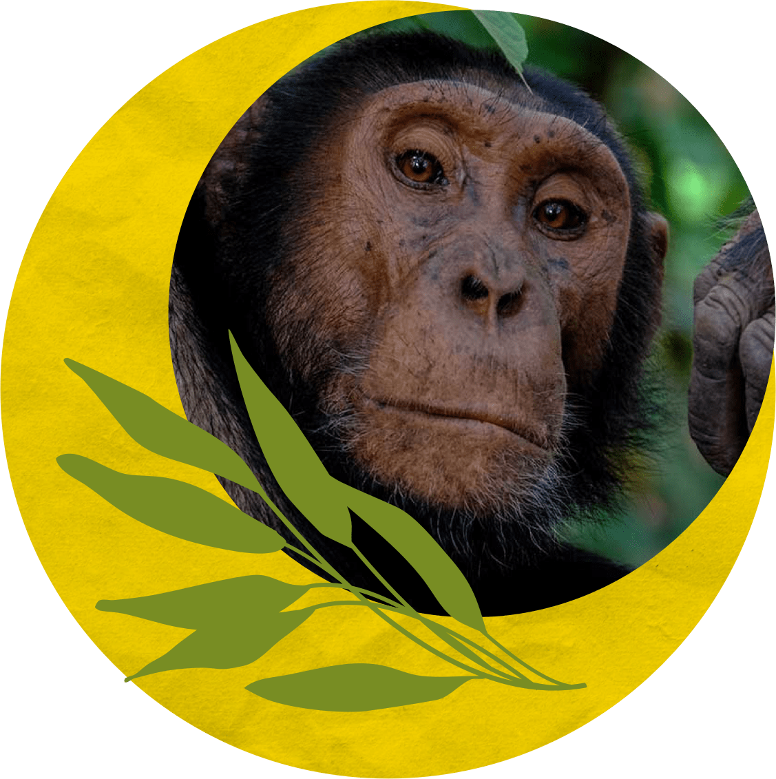 A chimp in a graphic wreath