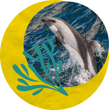 A dolphin jumping in the wild inside a graphic wreath