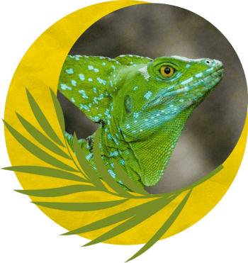 An Iguana in a graphic wreath