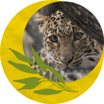 A leopard in a graphic wreath