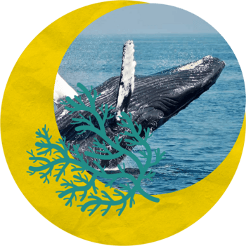 A whale breaching in a graphic wreath