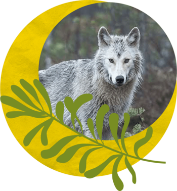 A wolf in a graphic wreath