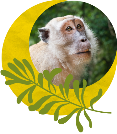A monkey in a graphic wreath
