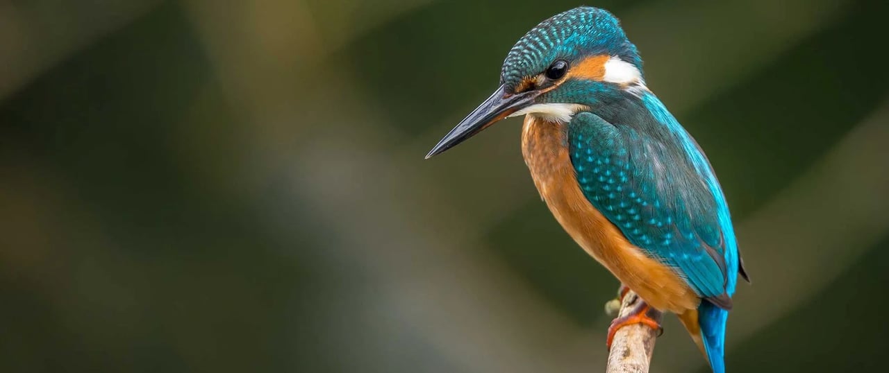 A kingfisher in the wild