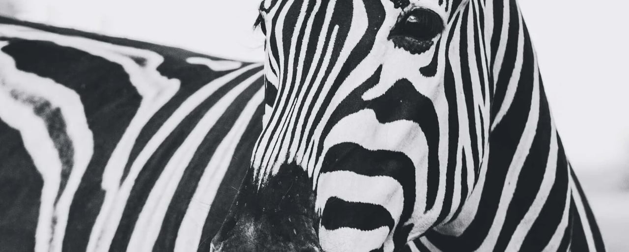 A zebra