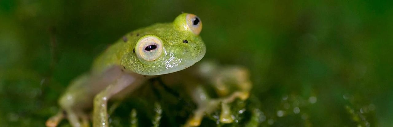 A frog in the wild