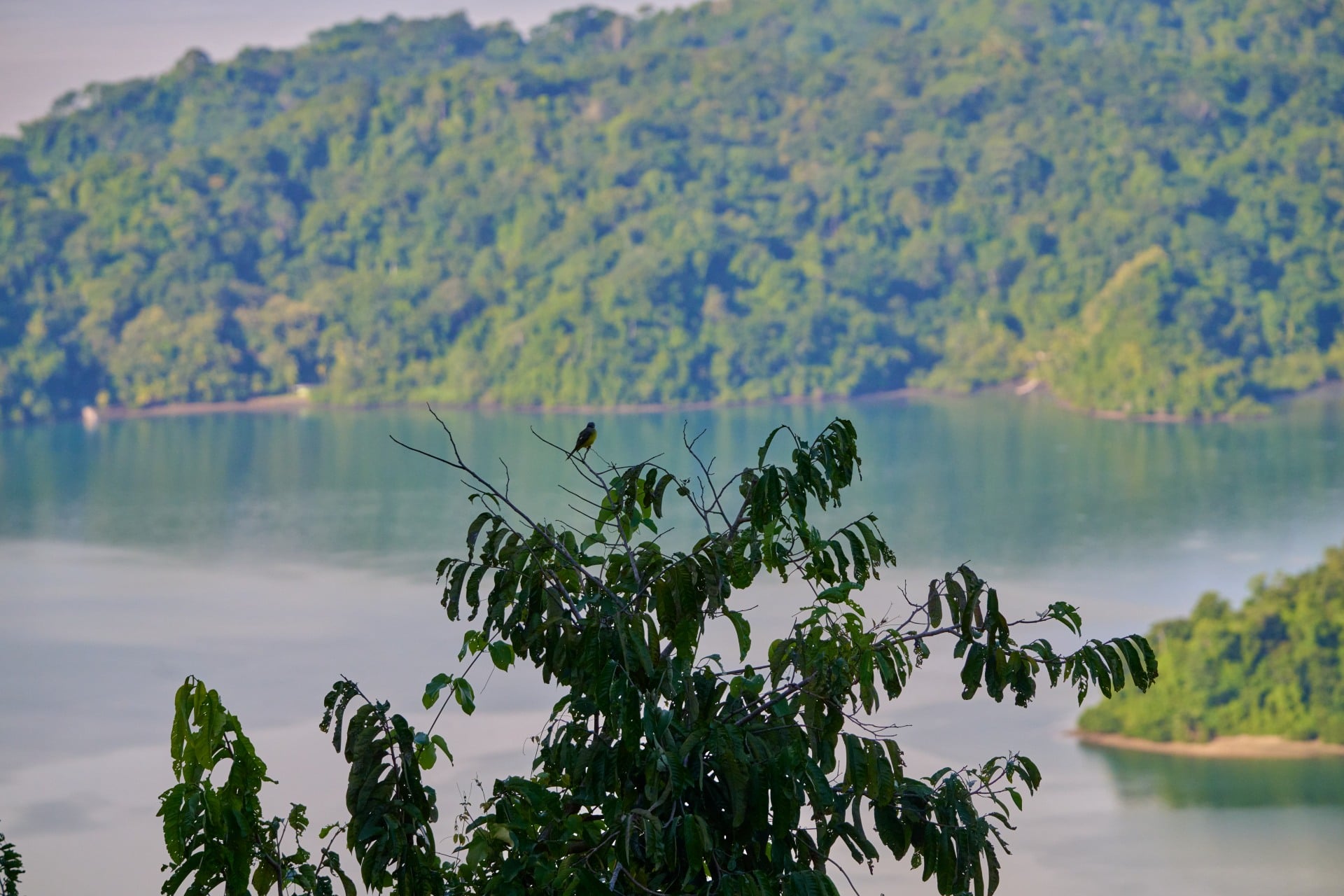 Golfo Dulce Whale Heritage Area