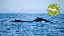 Humpback whales in Salvador (Redemar)