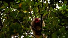 Amazon Uakari Heritage Area