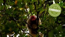 Amazon Uakari Heritage Area