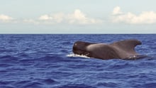 Azores Whale Heritage Area