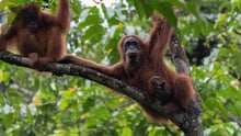 Gunung Leuser Orangutan Heritage Area