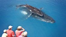 Hervey Bay Whale Heritage Area
