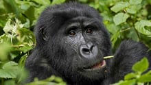 Mintom Gorilla Heritage Area