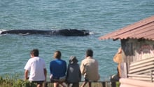 Santa Catarina Nursery Whale Heritage Area
