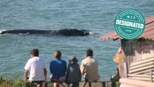 Santa Catarina Nursery Whale Heritage Area