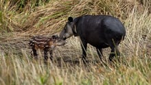 Tapir Valley Wildlife Heritage Area
