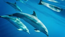 Dolphins swimming in the wild in Madeira Whale Heritage Area