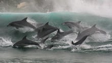 Indo-Pacific dolphins in Plettenberg Bay Whale Heritage Area