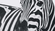 A zebra