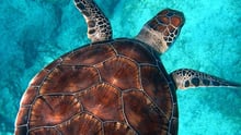 A turtle swimming through the water