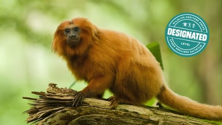 Tamarin monkey on tree branch with designated status