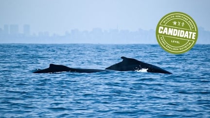 Humpback whales in Salvador (Redemar)