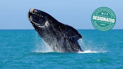 Algoa Bay Whale Heritage Area