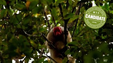 Amazon Uakari Heritage Area