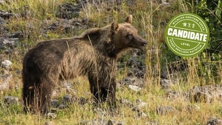 Apennines Marsican Bear Heritage Area