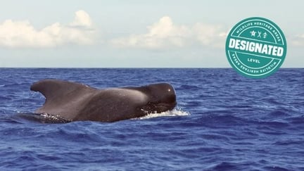 Azores Whale Heritage Area