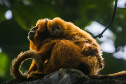 Golden Lion Tamarin Ecological Park Heritage Area