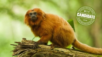 Golden Lion Tamarin Ecological Park Heritage Area