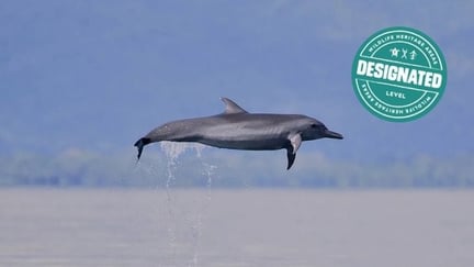 Golfo Dulce Whale Heritage Area
