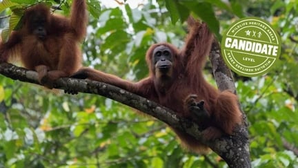 Gunung Leuser Orangutan Heritage Area