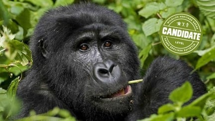 Mintom Gorilla Heritage Area