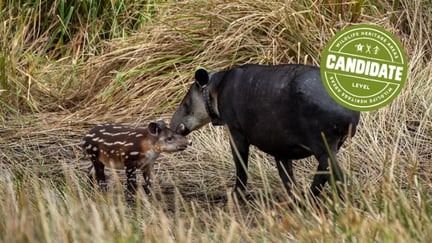 Tapir Valley Wildlife Heritage Area