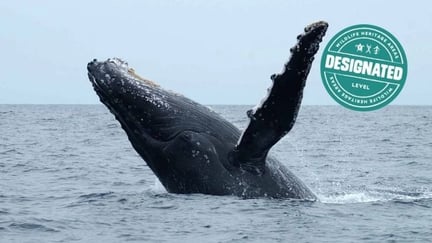 The Bluff Whale Heritage Area